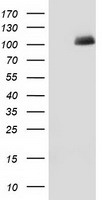 HEK293T cells were transfected with the pCMV6-ENTRY control (Left lane) or pCMV6-ENTRY PDE2A (Right lane) cDNA for 48 hrs and lysed. Equivalent amounts of cell lysates (5 ug per lane) were separated by SDS-PAGE and immunoblotted with anti-PDE2A.