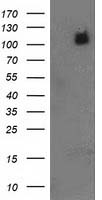 HEK293T cells were transfected with the pCMV6-ENTRY control (Left lane) or pCMV6-ENTRY PDE2A (Right lane) cDNA for 48 hrs and lysed. Equivalent amounts of cell lysates (5 ug per lane) were separated by SDS-PAGE and immunoblotted with anti-PDE2A.