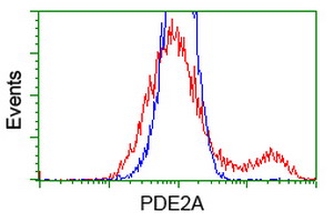 HEK293T cells transfected with either overexpress plasmid (Red) or empty vector control plasmid (Blue) were immunostained by anti-PDE2A antibody, and then analyzed by flow cytometry.