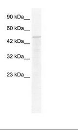 HepG2 Cell Lysate