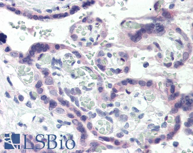 Anti-TBXA2R antibody IHC of human placenta. Immunohistochemistry of formalin-fixed, paraffin-embedded tissue after heat-induced antigen retrieval. Antibody LS-B2465 concentration 5 ug/ml.