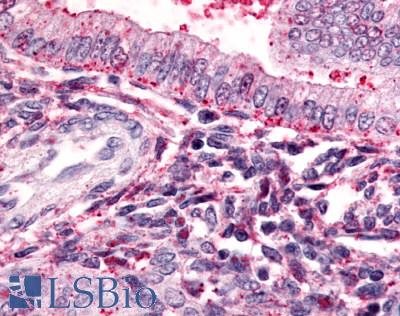Anti-TBXA2R antibody LS-A1277 IHC of human uterus. Immunohistochemistry of formalin-fixed, paraffin-embedded tissue after heat-induced antigen retrieval.