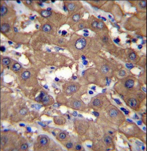 UGDH Antibody immunohistochemistry of formalin-fixed and paraffin-embedded human liver tissue followed by peroxidase-conjugated secondary antibody and DAB staining.