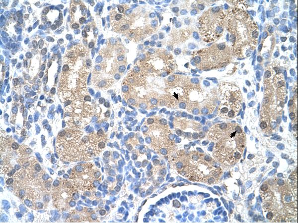 UROD antibody LS-C31872 was used in IHC to stain formalin-fixed, paraffin-embedded human kidney.