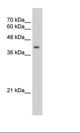 HepG2 Cell Lysate