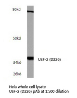 Western blot of USF2 (D226/D159) pAb in extracts from HeLa cells.