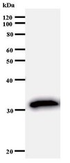 Western blot of immunized recombinant protein using USF2 antibody.
