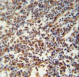 USF2 Antibody immunohistochemistry of formalin-fixed and paraffin-embedded human lymph tissue followed by peroxidase-conjugated secondary antibody and DAB staining.