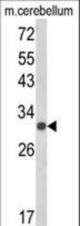 Western blot of USF2 Antibody in mouse cerebellum tissue lysates (35 ug/lane). USF2 (arrow) was detected using the purified antibody.