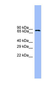 USP1 antibody LS-C116946 Western blot of Fetal Brain lysate.
