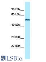 USP17L5 antibody Western Blot of HeLa. Antibody dilution: 1 ug/ml.