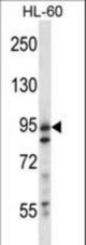USP20 Antibody western blot of HL-60 cell line lysates (35 ug/lane). The USP20 antibody detected the USP20 protein (arrow).