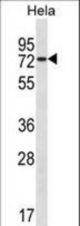 USP39 Antibody western blot of HeLa cell line lysates (35 ug/lane). The USP39 antibody detected the USP39 protein (arrow).