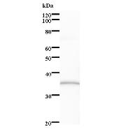 Western blot analysis of immunized recombinant protein, using anti-USP39 monoclonal antibody.