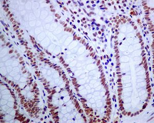 IHC of paraffin embedded human colon tissue using anti-USP39 antibody.