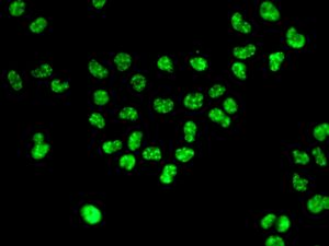 Immunofluorescent staining of HeLa cells using anti-USP39 antibody.