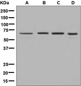 Western blot analysis on (A) 293T, (B) K562, (C) HeLa, and (D) Jurkat cell lysates using anti-USP39 antibody.