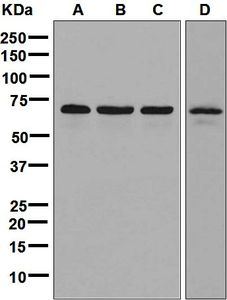 Western blot analysis on (A) HeLa, (B) 293T, (C) K562, and (D) Jurkat cell lysates using anti-USP39 antibody.