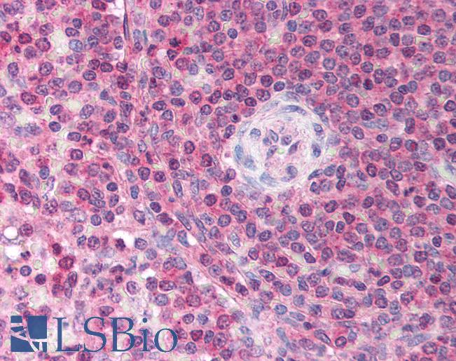 Anti-USP39 antibody IHC of human spleen. Immunohistochemistry of formalin-fixed, paraffin-embedded tissue after heat-induced antigen retrieval. Antibody LS-B1114 concentration 5 ug/ml.