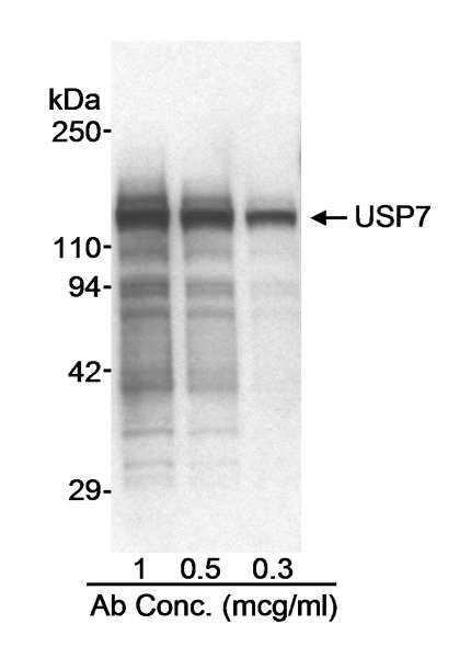 Detection of Human USP7 by Western Blot. Samples: Nuclear extract (50 ug/lane) from HeLa cells. Antibody: Affinity purified rabbit anti-USP7 antibody used at the indicated concentrations. Detection: Chemiluminescence with a 10 second exposure.