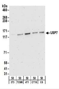 Detection of Mouse and Rat USP7 by Western Blot. Samples: Whole cell lysate (50 ug) from NIH3T3, TCMK-1, 4T1, CT26.WT, and rat C6 cells. Antibodies: Affinity purified rabbit anti-USP7 antibody used for WB at 1 ug/ml. Detection: Chemiluminescence with an exposure time of 3 minutes.
