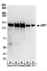 Detection of Human and Mouse USP7 by Western Blot. Samples: Whole cell lysate (50 ug) from HeLa, 293T, Jurkat, mouse TCMK-1, mouse NIH3T3 cells. Antibodies: Affinity purified rabbit anti-USP7 antibody used for WB at 0.1 ug/ml. Detection: Chemiluminescence with an exposure time of 3 minutes.