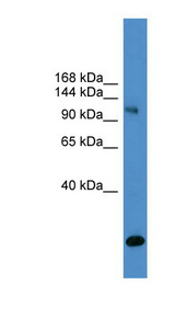 USP8 antibody LS-C116941 Western blot of 293T cell lysate.