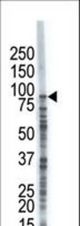 The anti-USP8 antibody is used in Western blot to detect USP8 in A375 cell lysate.