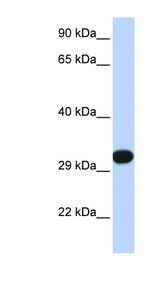 PDGFB antibody LS-B6945 Western blot of 293T cell lysate.