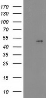 HEK293T cells were transfected with the pCMV6-ENTRY control (Left lane) or pCMV6-ENTRY PDGFD (Right lane) cDNA for 48 hrs and lysed. Equivalent amounts of cell lysates (5 ug per lane) were separated by SDS-PAGE and immunoblotted with anti-PDGFD.