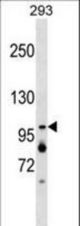 XAB2 Antibody western blot of 293 cell line lysates (35 ug/lane). The XAB2 antibody detected the XAB2 protein (arrow).