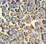 ZACN Antibody IHC of formalin-fixed and paraffin-embedded human pancreas tissue followed by peroxidase-conjugated secondary antibody and DAB staining.