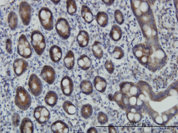 Immunoperoxidase of monoclonal antibody to ZNF259 on formalin-fixed paraffin-embedded human small Intestine. [antibody concentration 3 ug/ml]