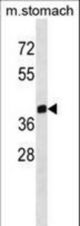 ZNF259 Antibody western blot of mouse stomach tissue lysates (35 ug/lane). The ZNF259 antibody detected the ZNF259 protein (arrow).