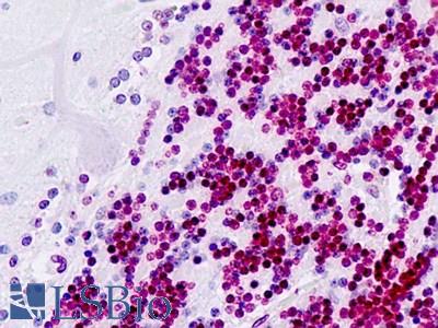 Anti-PDX1 / IPF1 antibody IHC staining of human brain, cerebellum. Immunohistochemistry of formalin-fixed, paraffin-embedded tissue after heat-induced antigen retrieval.