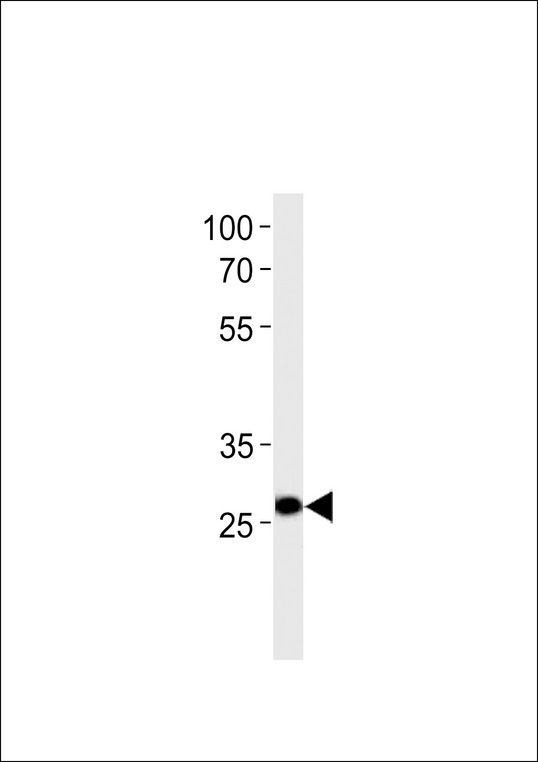 Ipf Antibody western blot of U-937 cell line lysates (35 ug/lane). The Ipf antibody detected the Ipf protein (arrow).