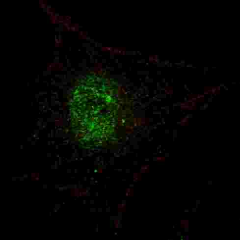 Fluorescent confocal image of SY5Y cells stained with phospho-PDX1-T11 antibody. SY5Y cells were fixed with 4% PFA (20 min), permeabilized with Triton X-100 (0.2%, 30 min). Cells were then incubated phospho-PDX1-T11 primary antibody (1:100, 2 h at room temperature). For secondary antibody, Alexa Fluor 488 conjugated donkey anti-rabbit antibody (green) was used (1:1000, 1h). Nuclei were counterstained with Hoechst 33342 (blue) (10 ug/ml, 5 min). Note the highly specific localization of the phospho-PDX1 immunosignal mainly to the nucleus.