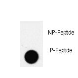 Dot blot of PDX1 Antibody (T11) antibody on nitrocellulose membrane. 50ng of Phospho-peptide or Non Phospho-peptide per dot were adsorbed. Antibody working concentrations are 0.5ug per ml.