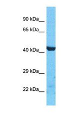 Western blot of Human HepG2. PDZD3 antibody dilution 1.0 ug/ml.
