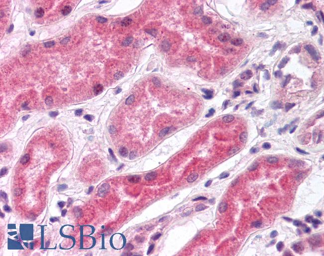 Anti-PDZD3 antibody IHC of human kidney. Immunohistochemistry of formalin-fixed, paraffin-embedded tissue after heat-induced antigen retrieval. Antibody LS-B268 dilution 1:500.