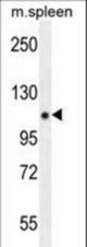 PELP1 Antibody (Center R759) western blot of mouse spleen tissue lysates (35 ug/lane). The PELP1 antibody detected the PELP1 protein (arrow).