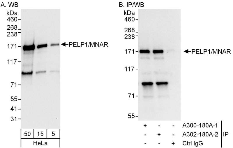 Detection of Human PELP1/MNAR by Western Blot and Immunoprecipitation. Samples: Whole cell lysate (5, 15 and 50 ug for WB; 1 mg for IP, 20% of IP loaded) from HeLa cells. Antibodies: Affinity purified rabbit anti-PELP1/MNAR antibody used for WB at 0.04 ug/ml (A) and 1 ug/ml (B) and used for IP at 3 ug/mg lysate (B). PELP1/MNAR was also immunoprecipitated by a previous lot of this antibody. Detection: Chemiluminescence with exposure times of 10 second (A) and 3 seconds (B).