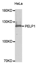 Western blot analysis of extracts of HeLa cell line, using PELP1 antibody.