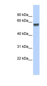 PEPD antibody western blot of Human Placenta lysate.