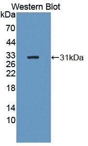 Western blot of B4GALNT2 antibody.