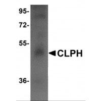 Western blot analysis of CLPH in human testis tissue lysate with CLPH Antibody (Cat. No. 254179) at 1 ug/mL.