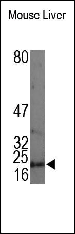 The PLA2G12B Antibody is used in Western blot to detect PLA2G12B in mouse liver lysates.