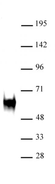 c-Fos (pAb) tested by Western blot. c-Fos detection by Western blot. The analysis was performed using 20 µg HeLa nuclear extract (TPA stimulated) and c-Fos at a 1: 1,000 dilution.