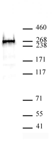 BAZ2A antibody (pAb) tested by Western blot. BAZ2A antibody detection by Western blot. The analysis was performed using 40 µg of HeLa nuclear extract and BAZ2A at a 1: 500 dilution.