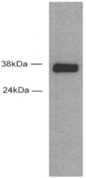 Sox2 antibody (pAb) tested by Western blot. HeLa cell extract expressing mouse Sox2 (50 µg per lane) probed with Sox2 antibody at a dilution of 1: 5,000.